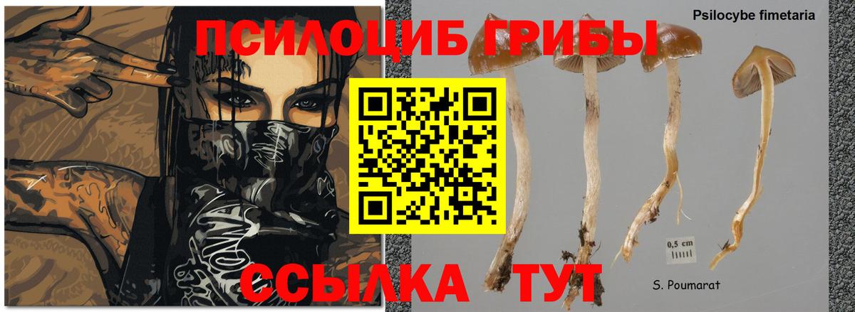 Галлюциногенные грибы Psilocybe  Вход с VPN  Киржач 